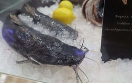 Seafood Expo Russia и Chefs team запустят серию мероприятий &laquo;Рыба есть!&raquo;