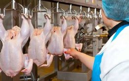 В Тамбовской области увеличился экспорт мяса птицы