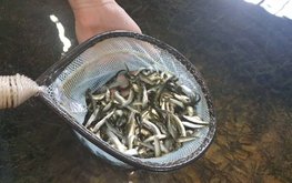 В Сахалинской области разрабатывают новые базовые корма для тихоокеанских лососей