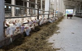 В России разработали ветеринарные правила содержания овец и коз
