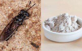 Мука из насекомых &ndash; жизнеспособная замена рыбной муке в кормах