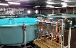 Рыбоводные заводы Магаданской области перешли на российские корма