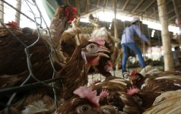 В Индии хотят выращивать ГМ-культуры для использования в кормах