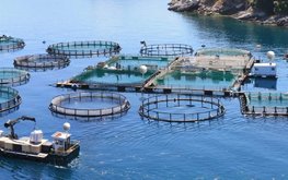 В 2023 году рыбы и морепродуктов вырастят больше, чем выловят в природе