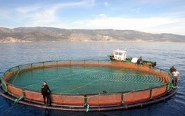 Морское рыболовство и рыбоводство &mdash; в числе приоритетных направлений новой Морской доктрины