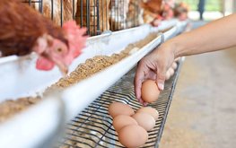 В Великобритании начали выпускать куриные яйца, от кур, получающих рацион из насекомых