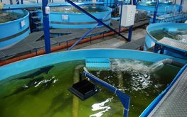 Для рыбоводов предлагают расширить кредитование с господдержкой