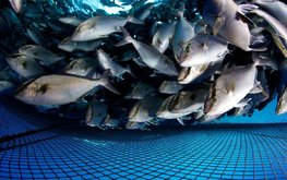 ФАО: Значительный рост аквакультуры выводит производство рыбной продукции на рекордно высокий уровень