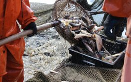 Кубань поощряет аквафермеров к модернизации производства