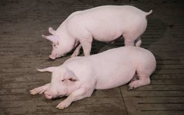На Кубани будут разводить йоркширских свиней
