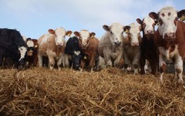 Минсельхоз: в России выросло производство продукции животноводства