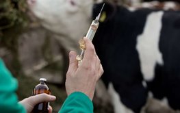 Лекарства для животных предложили маркировать наравне с медикаментами для людей