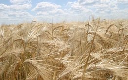 В Тамбовской области выведен новый сорт ячменя