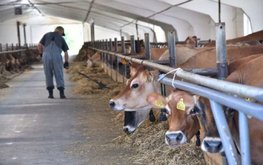 Омские власти ищут способ, как помочь мясомолочным фермам из-за нехватки кормов