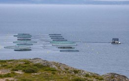 ВЭФ-2022: развитие марикультуры на Курилах получит новый импульс