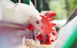 Иран: Белковая кормовая добавка производится из помета бройлеров