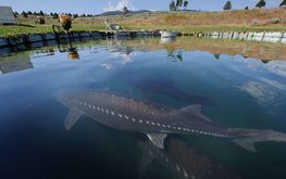 В Прикамье рыбные фермы будут развивать агротуризм