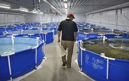 В Роскачестве сообщили о первом производителе органической аквакультуры в РФ