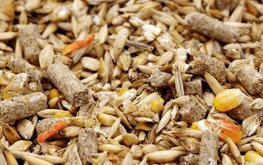 Индийские комбикормовые заводы переходят на альтернативное сырье