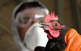 Во Франции растёт угроза вспышки птичьего гриппа