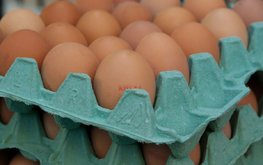Россельхознадзор приостановил поставки яиц из Нидерландов и Чехии