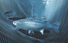 Статистика производства аквакультуры может измениться
