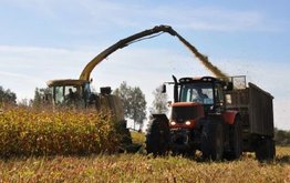 На Брянщине началась уборка кукурузы на зерно