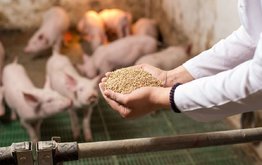 В Китае кормовые витамины подешевели, в Европе цены немного выросли