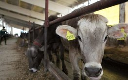 В Калужской области заложили первый камень в строительство молочной фермы