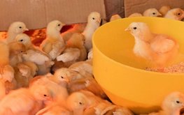 Иран прогнозирует падение производства мяса бройлеров