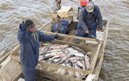 Рыболовство в России поставили на особый госконтроль