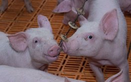 Минсельхоз запрещает кормить свиней пищевыми отходами