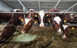 Минсельхоз не будет возмещать расходы на корма производителям молока