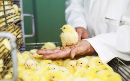 В Египте массово выбраковывают цыплят из-за нехватки корма, застрявшего в портах