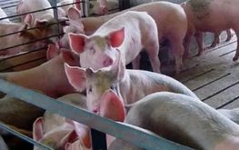 Группа &laquo;Черкизово&raquo; займётся селекцией и генетикой свиней