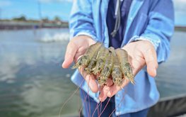 Cargill увеличит производство корма для креветок в Эквадоре