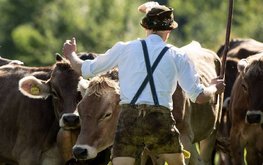Германия запретит экспорт племенных жвачных животных в страны, не входящие в ЕС