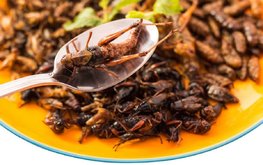 Сингапур: выращивание насекомых для корма скоро станет популярным?