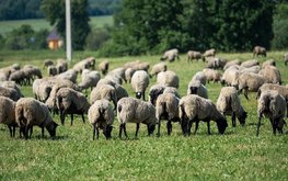 Минсельхоз определил, когда собственнику скота откажут в компенсации