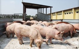 Учёные изучают вероятность передачи АЧС через корма и подстилку