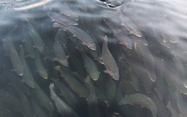 В Вологодской области увеличилось производство продукции аквакультуры