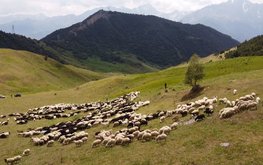 В России выросло производство баранины
