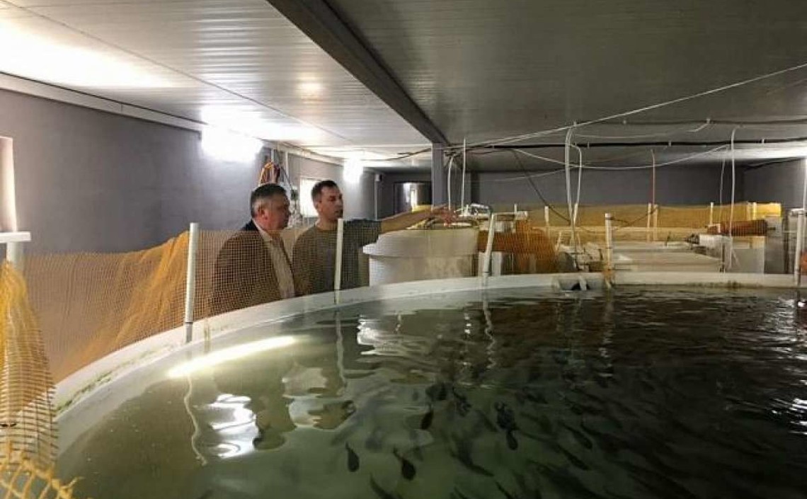 В Ставропольском крае расширяют производство радужной форели