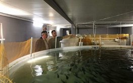 В Ставропольском крае расширяют производство радужной форели