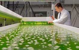 ЕС обязуется продвигать заменители рыбных кормов на основе водорослей