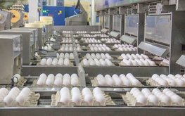 Рязанские животноводы увеличили производство молока, мяса, яиц