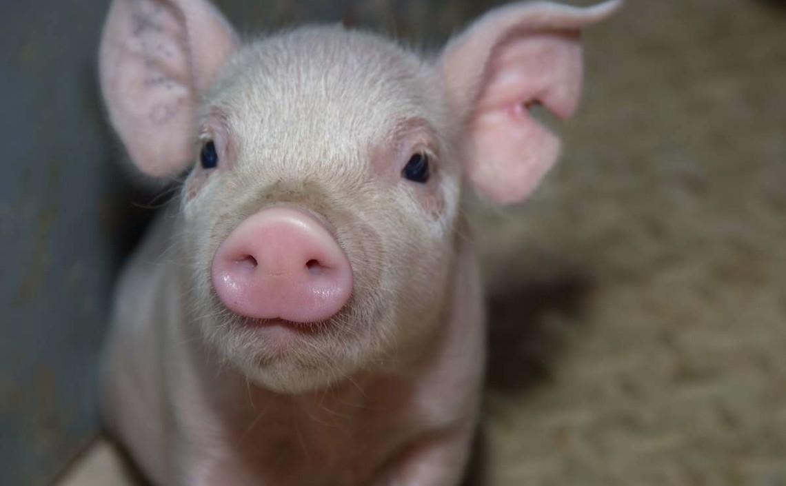 Рекомендации по белковым альтернативам для свиней | Новости АПК