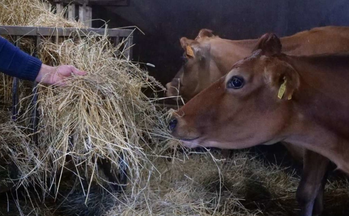 В племенных хозяйствах Подмосковья выросла молочная продуктивность