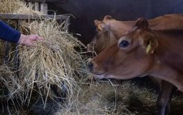 В племенных хозяйствах Подмосковья выросла молочная продуктивность