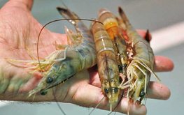 Выявлены недостатки присущие методам выращивания креветок в азиатских странах